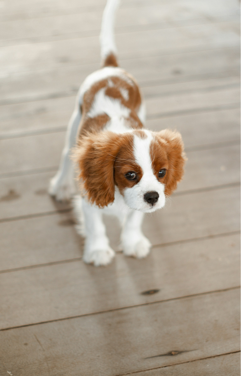 Cavalier